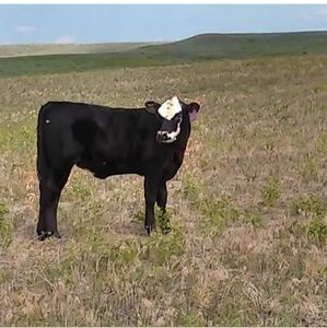 Meet your Posher, Steven